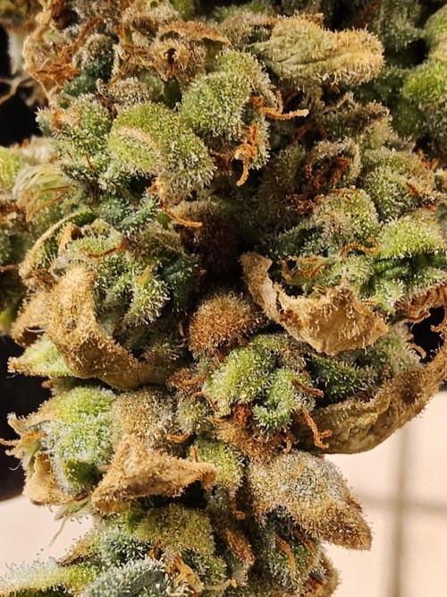 Original Bananas. Week 18