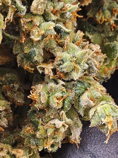 Original Bananas. Week 18