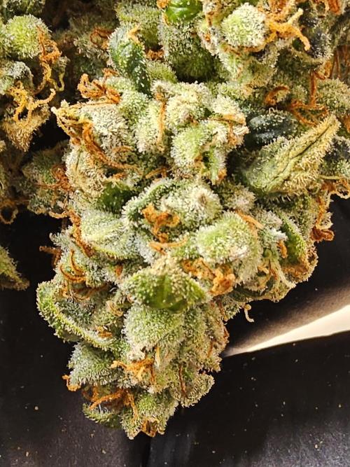 Original Bananas. Week 18