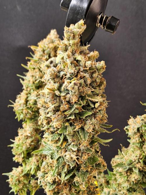 Seedsman, Alaskan Do-Si-Dos. Week 18