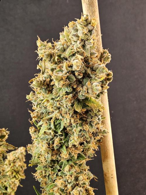 Seedsman, Alaskan Do-Si-Dos. Week 18