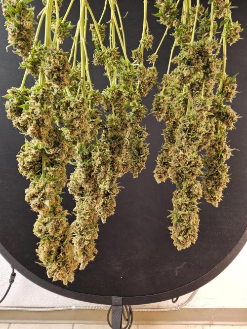 Seedsman, Alaskan Do-Si-Dos. Week 18