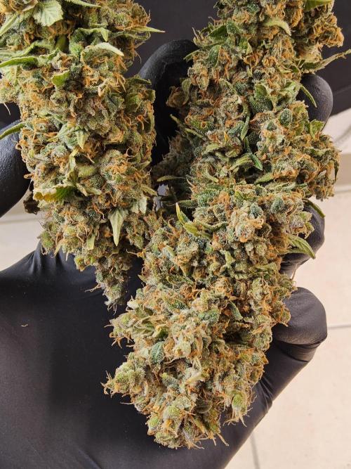 Seedsman, Alaskan Do-Si-Dos. Week 18