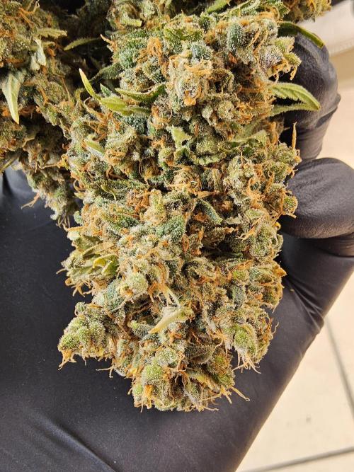 Seedsman, Alaskan Do-Si-Dos. Week 18