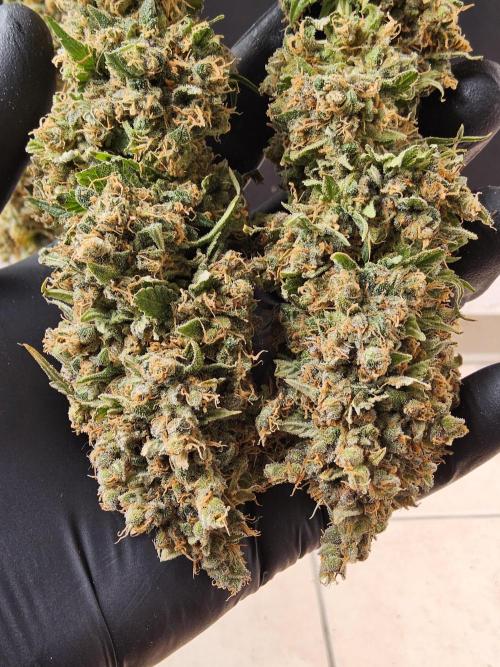 Seedsman, Alaskan Do-Si-Dos. Week 18