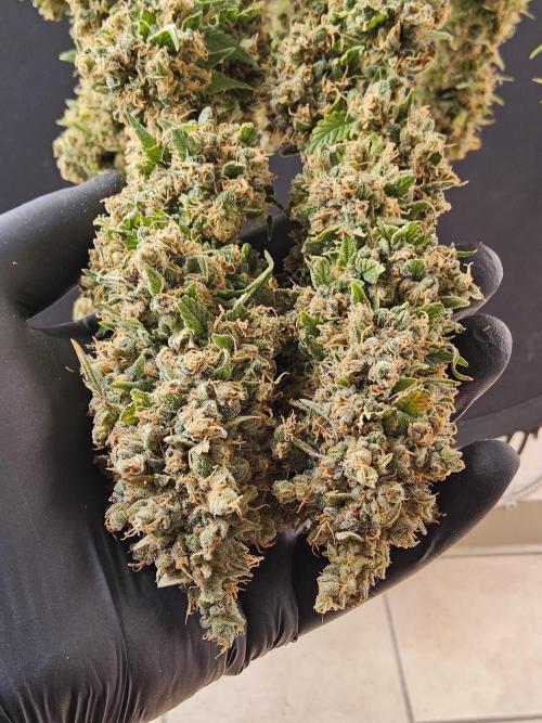 Seedsman, Alaskan Do-Si-Dos. Week 18