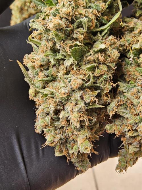 Seedsman, Alaskan Do-Si-Dos. Week 18