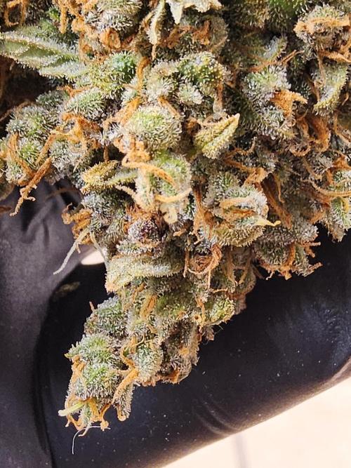 Seedsman, Alaskan Do-Si-Dos. Week 18