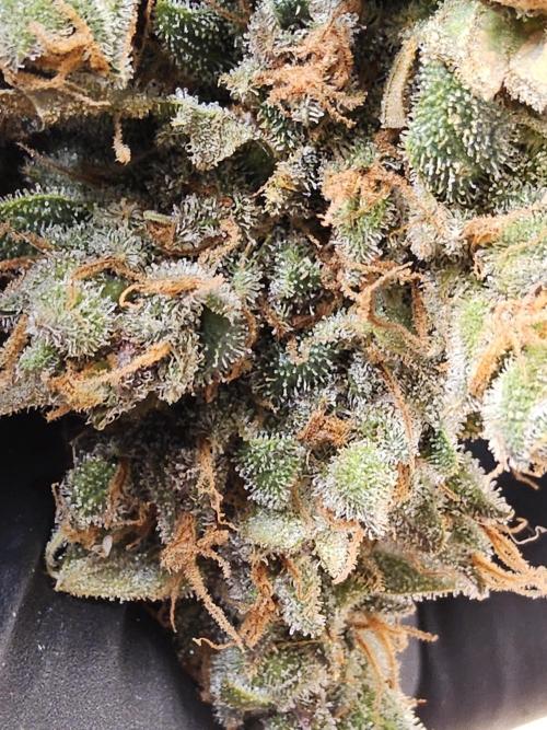 Seedsman, Alaskan Do-Si-Dos. Week 18