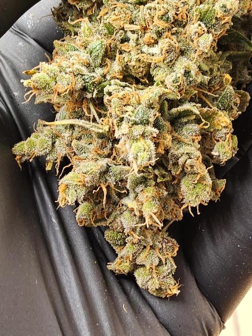 Seedsman, Alaskan Do-Si-Dos. Week 18