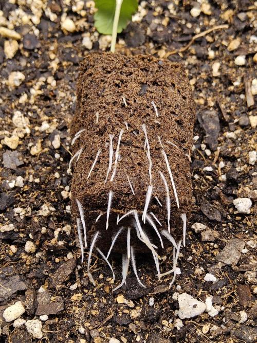 Seedsman Blood. Week 0