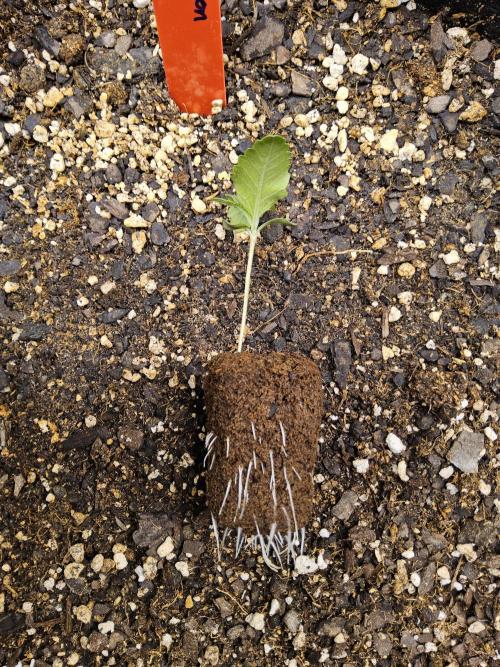 Seedsman Blood. Week 0