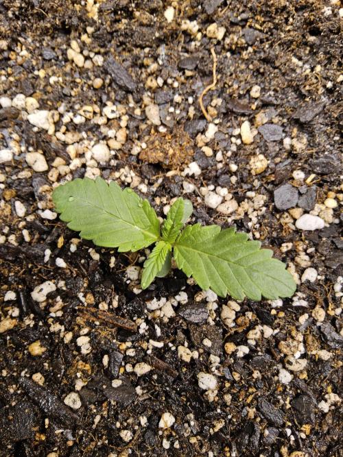 Seedsman Blood. Week 0