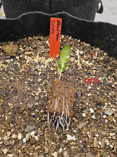 Seedsman Blood. Week 0