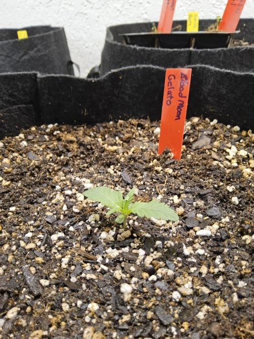 Seedsman Blood. Week 0