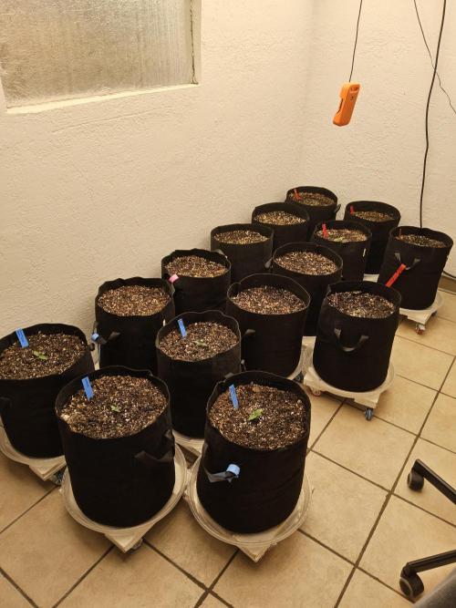 Seedsman Blood. Week 0