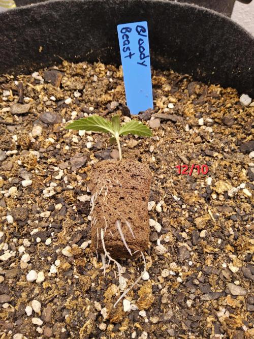 A Mafia Beast. Week 0