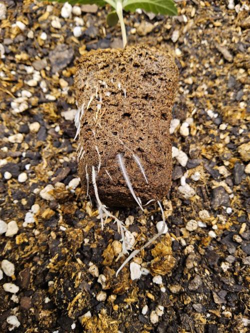 A Mafia Beast. Week 0