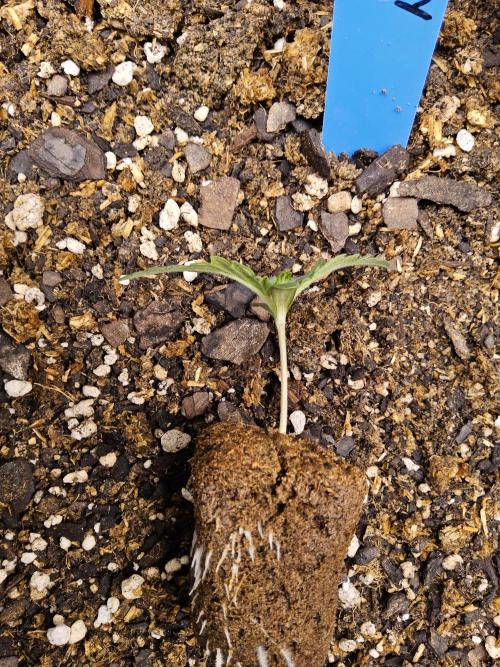 A Mafia Beast. Week 0