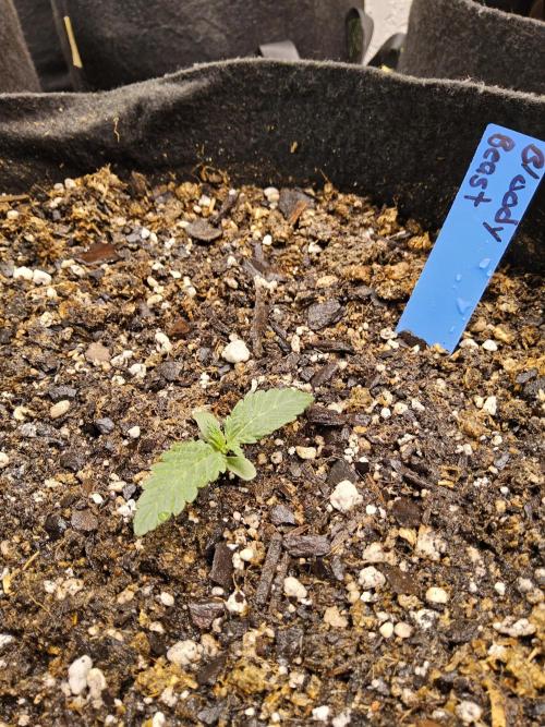 A Mafia Beast. Week 0