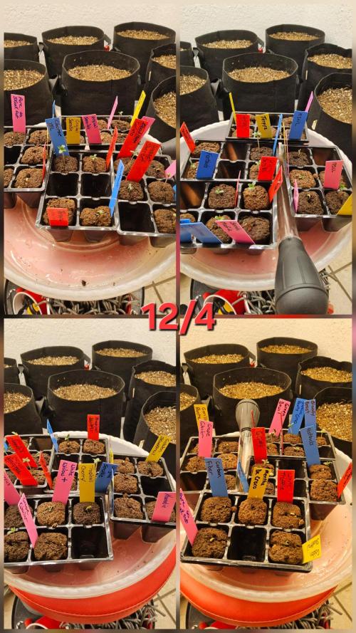 A Mafia Beast. Week 0