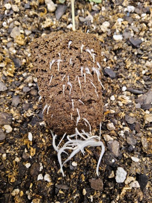 Original XXL. Week 0