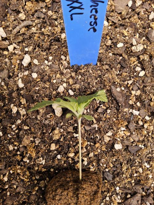 Original XXL. Week 0