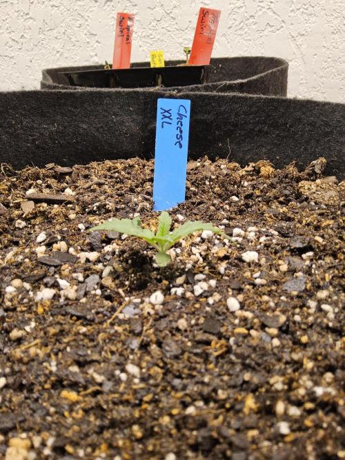 Original XXL. Week 0