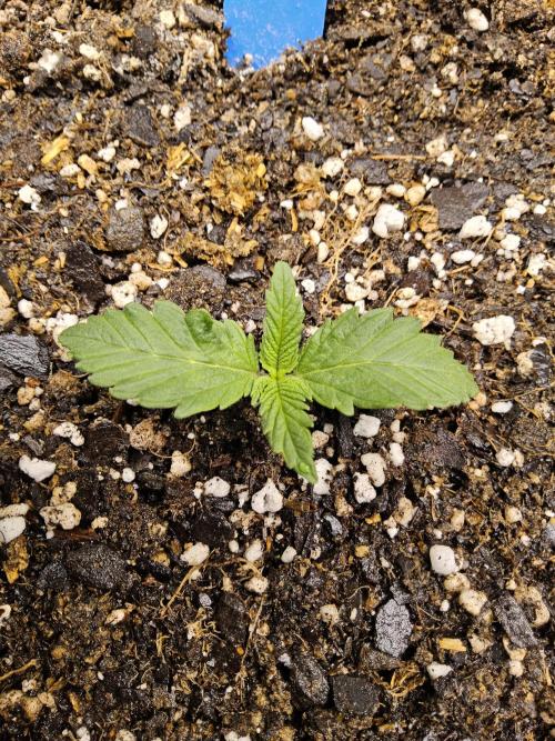 Original XXL. Week 0