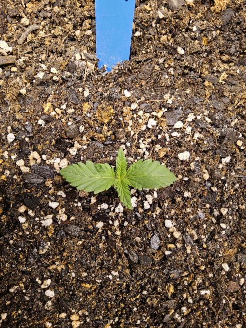 Original XXL. Week 0