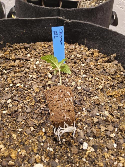 Original XXL. Week 0