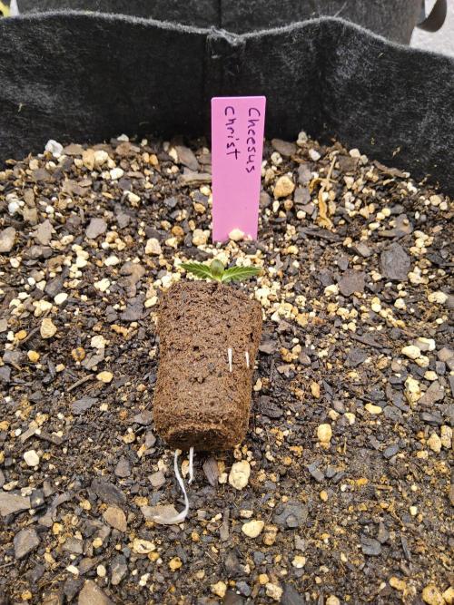 Freaky Cheese. Week 0