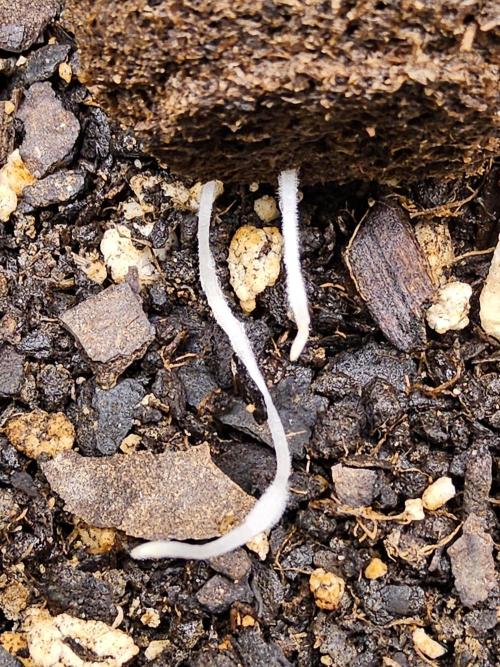 Freaky Cheese. Week 0