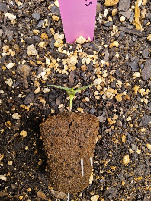 Freaky Cheese. Week 0