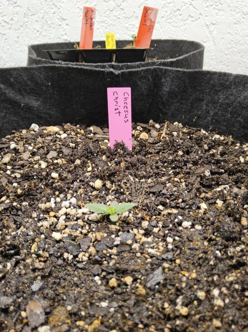 Freaky Cheese. Week 0