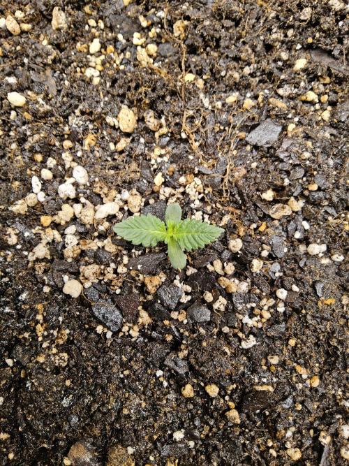 Freaky Cheese. Week 0