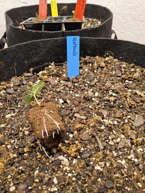 Fast Mystery. Week 0