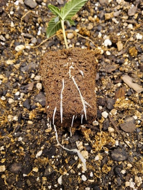 Fast Mystery. Week 0