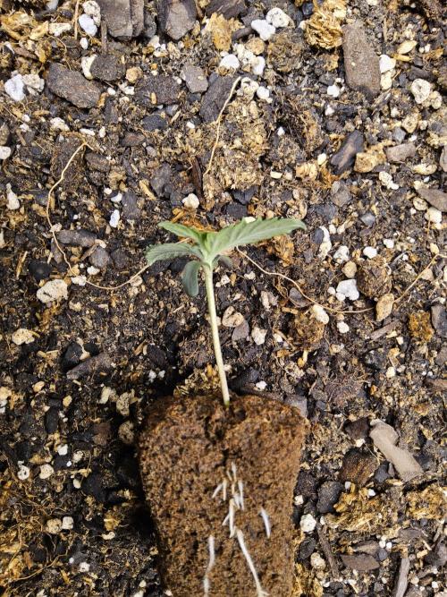 Fast Mystery. Week 0