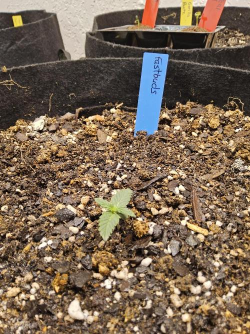 Fast Mystery. Week 0