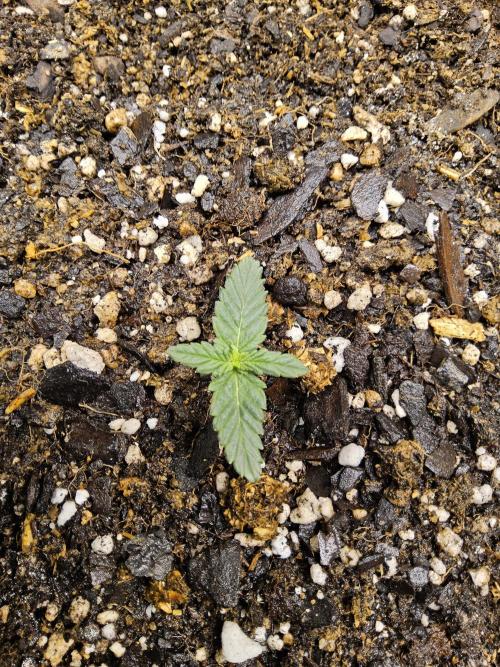 Fast Mystery. Week 0