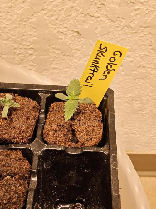 Freaky Skunk. Week 0