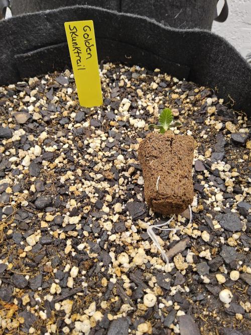 Freaky Skunk. Week 0