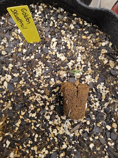 Freaky Skunk. Week 0