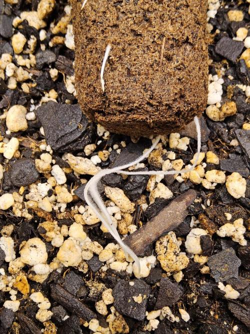 Freaky Skunk. Week 0