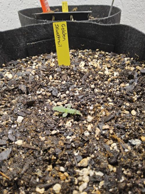 Freaky Skunk. Week 0