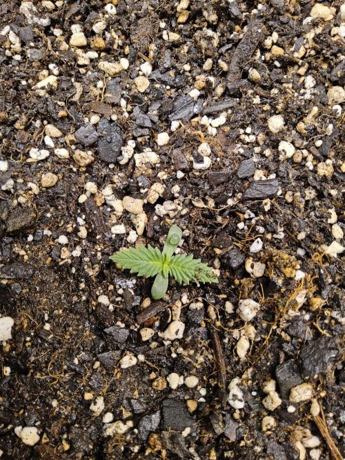 Freaky Skunk. Week 0