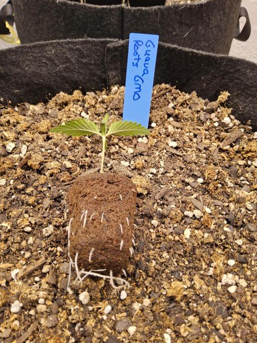 Sweet Guava Root. Week 0