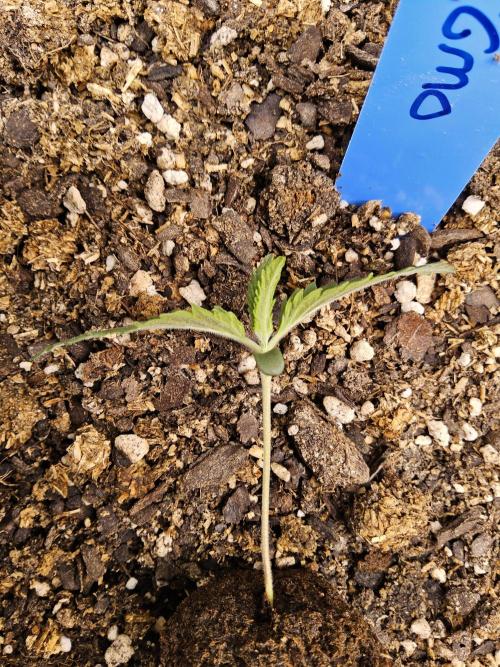 Sweet Guava Root. Week 0