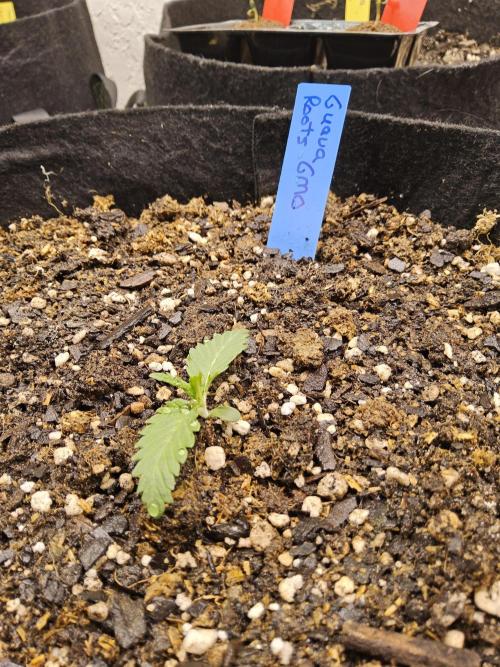 Sweet Guava Root. Week 0